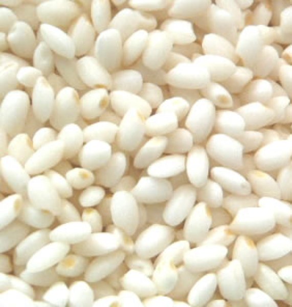 画像1: 【送先：事業所限定】もち米 国内産100% 業務用 白米 10kg 無洗米加工選択可能 (1)