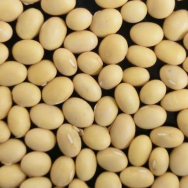 万糧米穀　輸入大豆　30kg　カナダ産大豆　NON-GMO（遺伝子組み換えではない）　用途：みそ・豆腐ほか　公式サイト