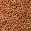 画像2: 古代米 赤米の米粉 10kg （千葉県/富山県産）　長期保存包装 (2)