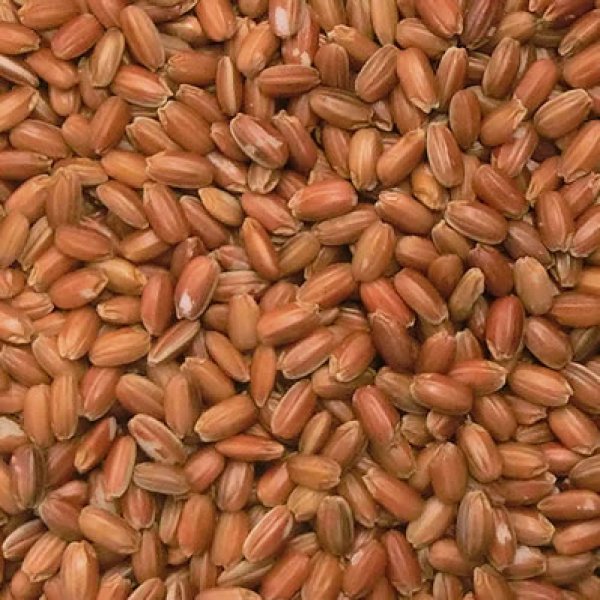 画像1: 古代米　赤米　(令和5年産千葉県/富山県/福岡県産） 30kg 玄米クラフト包装 (1)