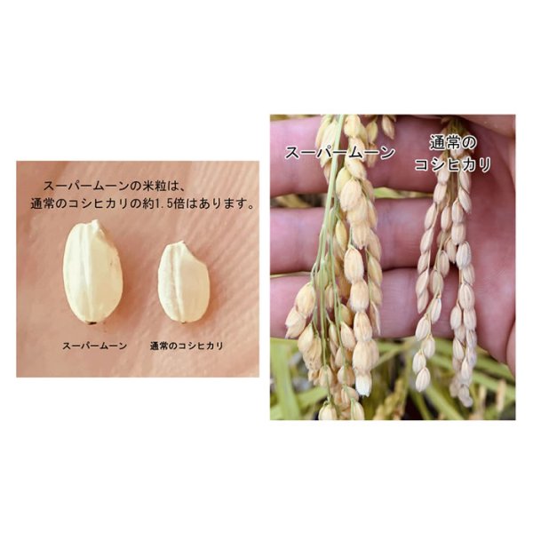 3空mama　5kgX2袋　長野県産 精米　令和6年産 mm-kenkoshi-5_pg1_01.jpg