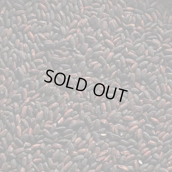 画像2: 令和6年産 黒米 千葉県産 900g 品種:くろあかり ※若干高温障害がございますが、普通に色付きます (2)