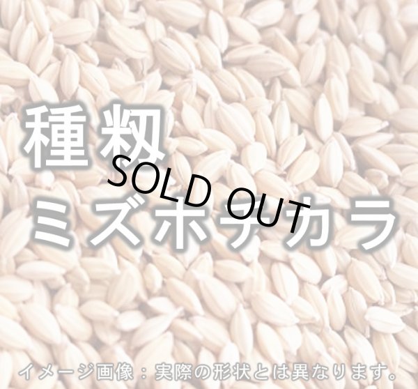 画像1: 種籾 「ミズホチカラ」 4kg 6年産 (1)