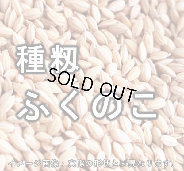 画像1: 【送先：事業所限定】6年産 種籾 「ふくのこ」 4kg (1)