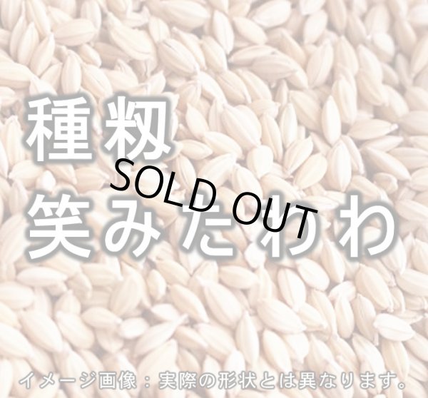 画像1: 種籾 「笑みたわわ」 4kg 6年産 (1)