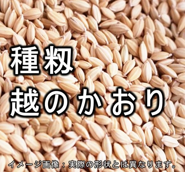 画像1: 【送先：事業所限定】種籾 「越のかおり」 20kg 2年産 (1)