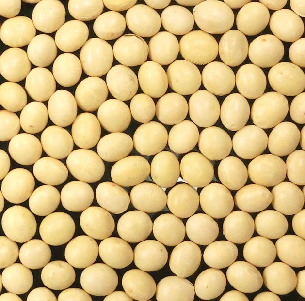 青森県産 大粒大豆（おおすず ほか） 30kg - 万糧米穀 公式サイト